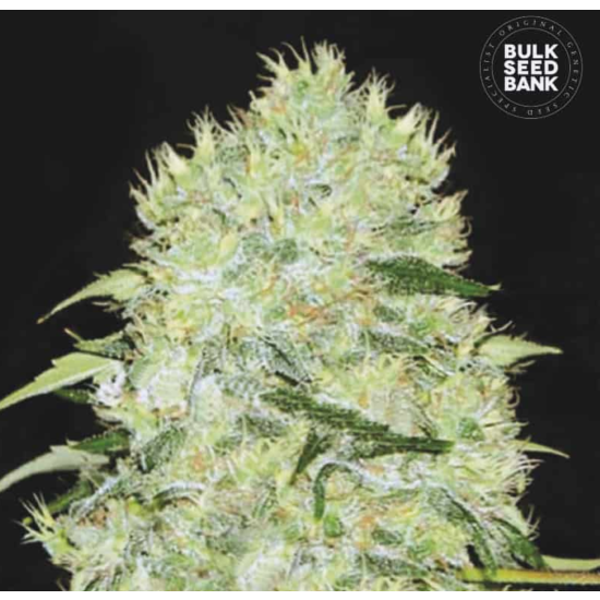 BUBBLEGUM EXTRA
